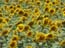 sunflowers_field_israel