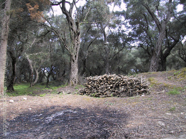 2001_greece_corfu_olive_trees