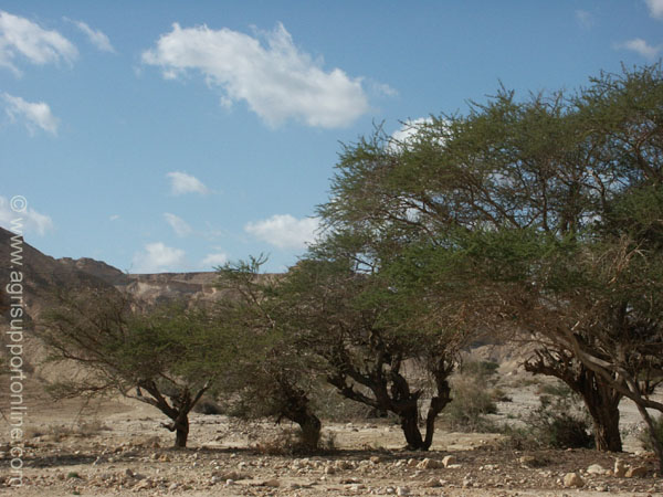 2002_negev_desert_israel_6