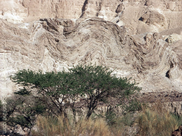 2002_negev_desert_israel_8