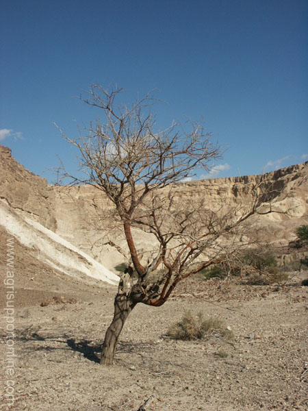 2002_negev_desert_israel_9