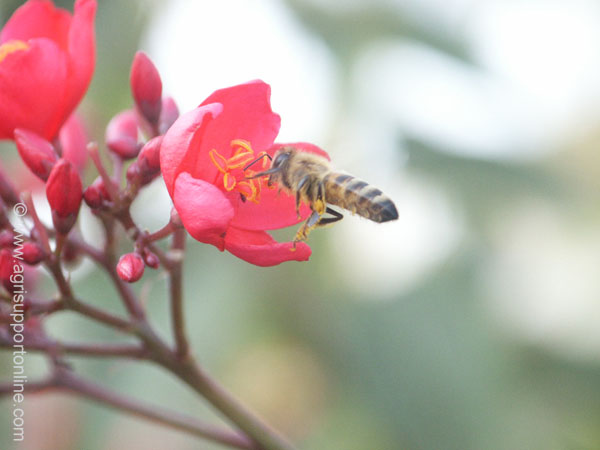 2002_bee_on_a_flower_israel