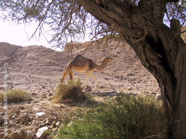 2002_camel_the_negev_desert_israel