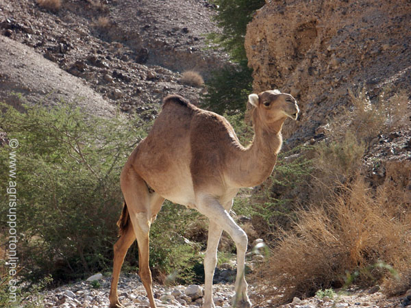 2002_camel_the_negev_desert_israel_1