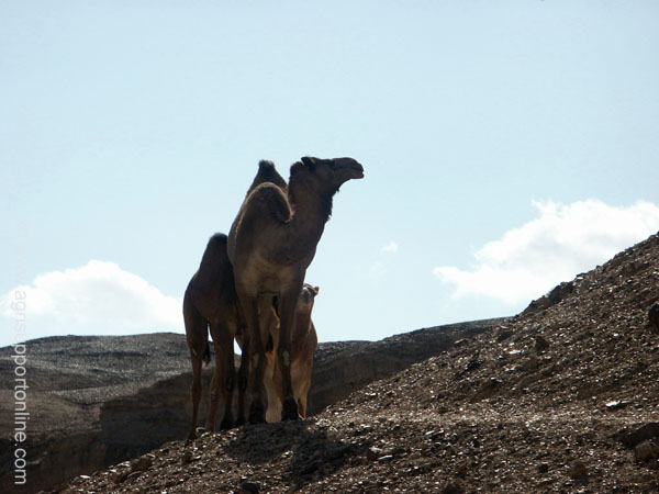 2002_camels_the_negev_desert_israel