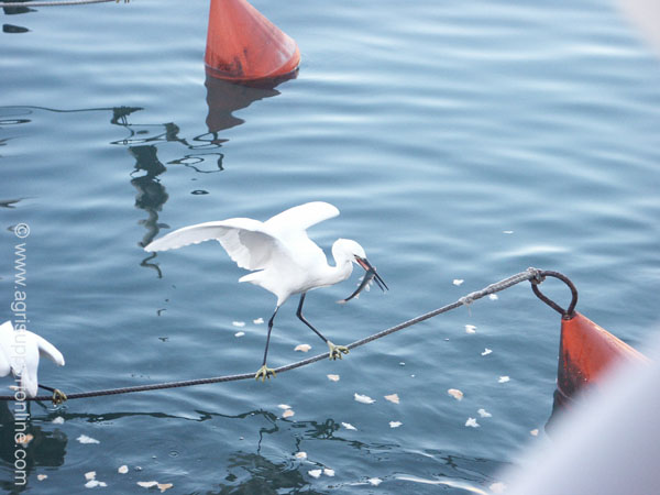 2002_heron_and_fish_jaffa_israel