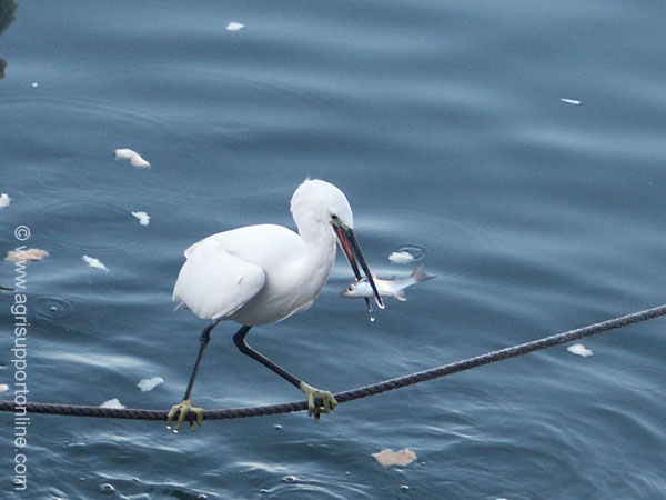 2002_heron_and_fish_jaffa_israel_1