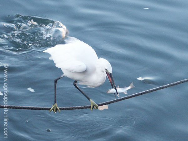 2002_heron_and_fish_jaffa_israel_2