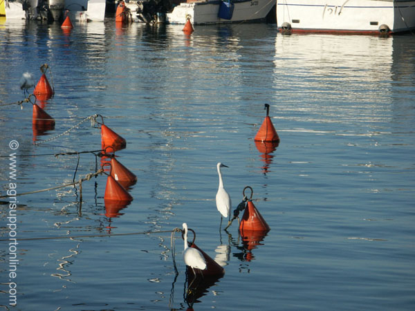 2002_herons_in_jaffa_harbor_israel