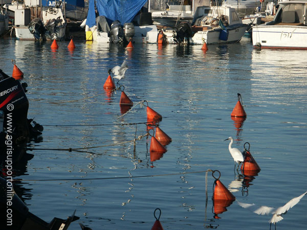 2002_herons_in_jaffa_harbor_israel_1