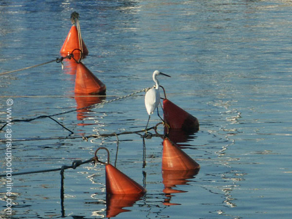 2002_herons_in_jaffa_harbor_israel_2