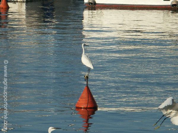 2002_herons_in_jaffa_harbor_israel_3