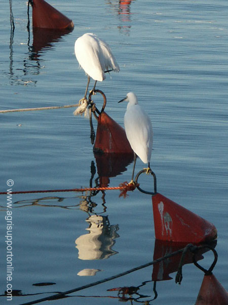 2002_herons_in_jaffa_harbor_israel_4