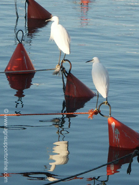 2002_herons_in_jaffa_harbor_israel_5