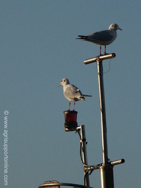 2002_seagulls_jaffa_israel