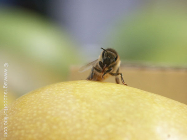 2003_bee_on_a_mango_moshav_almagor_israel