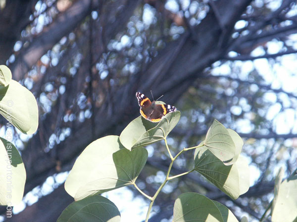 2003_butterfly_israel_1