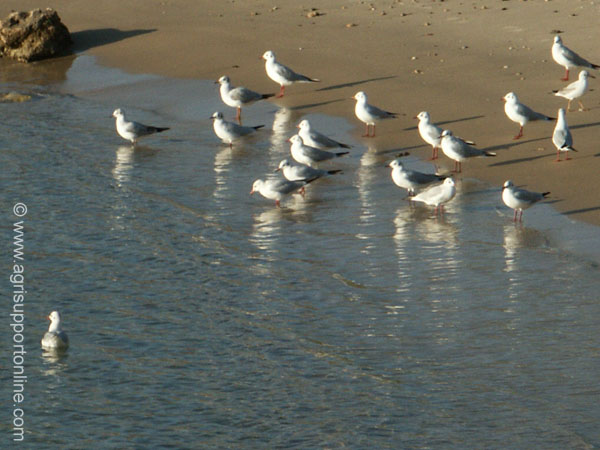 2003_seagulls_caesarea_israel