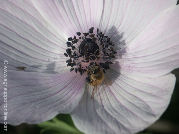 2003_windflower_and_bee