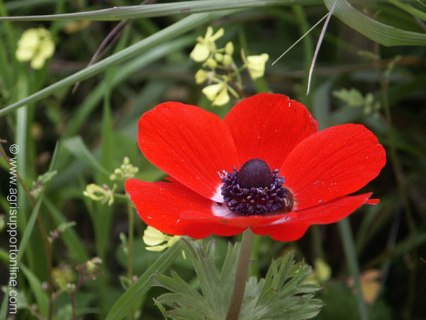 2003_windflower_israel