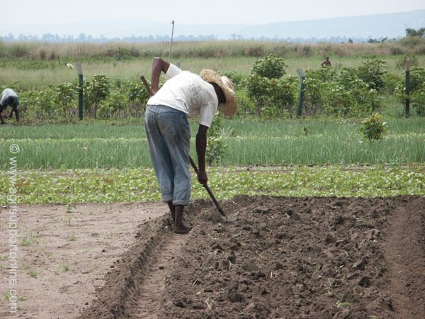 2003_agriculture_work_congo_1