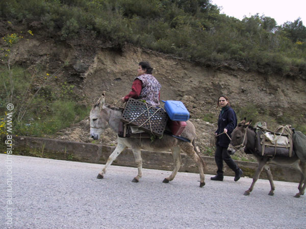 2001_local_transportation_corfu_greece